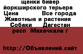 щенки бивер йоркширского терьера › Цена ­ 8 000 - Все города Животные и растения » Собаки   . Дагестан респ.,Махачкала г.